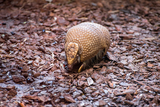 Scut Bilder Durchsuchen 2,612 Archivfotos, und Videos