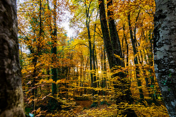 Autumn in La Fageda D En Jorda Forest, La Garrotxa, Spain
