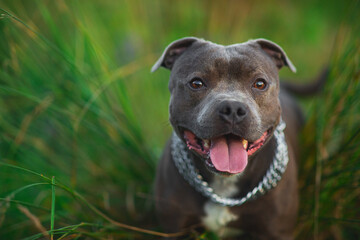 Happy american staffordshire terrier dog running on the field