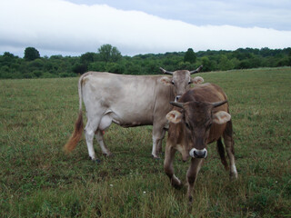 Naklejka na ściany i meble Cow and calf on the background of autumn weather.