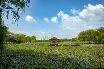 Pond and lake growing with Lotus leaves under white-cloudy blue sky,
At the centre of the lake, there is a pavilion.