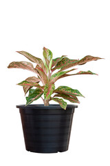 Fototapeta na wymiar Aglaonema or Chinese Evergreen growing in black plastic pot isolated on white background included clipping path.