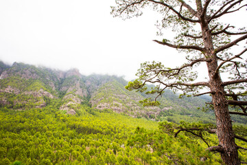 Spring in Cumbrecita, Caldera De Taburiente Nature Park, La Palma Island, Canary Islands, Spain