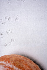 A large orange pumpkin is lying on the snow. Snow vertical background. Frosty day.