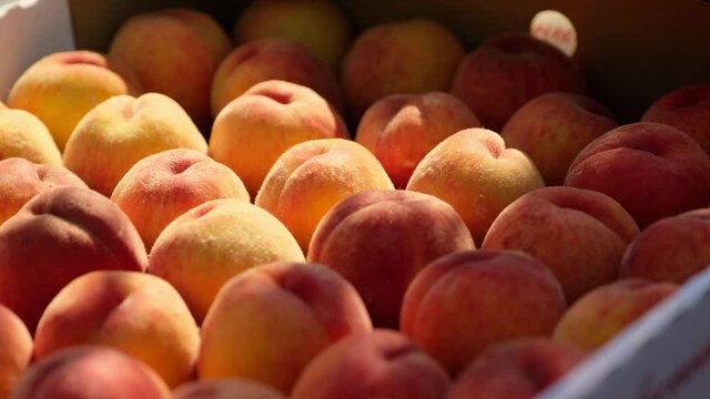 Cardboard crate with delicious fresh aromatic peaches at bright sunlight in shadow of tree branches waved by wind close view