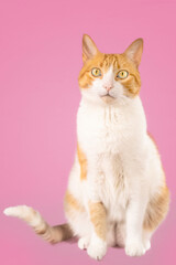 Obraz premium Cat pink background