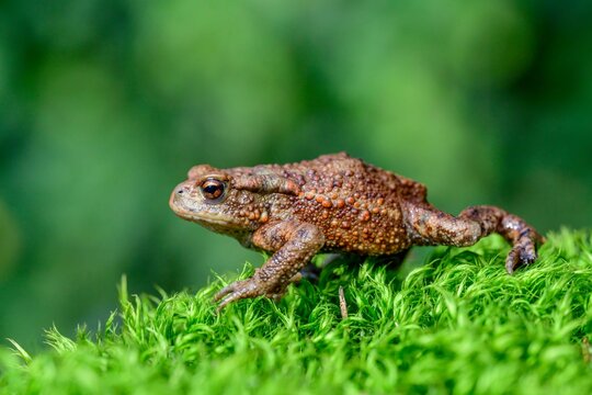 Bufo Bufo common European toad frog
