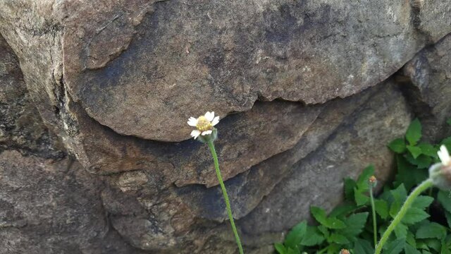 Tridax procumbens flower. Its known as&nbsp;coatbuttons&nbsp;or&nbsp;tridax daisy,is a species of flowering plant in the&nbsp;daisy family. It is best known as a widespread&nbsp;weed&nbsp;and pest plant. Dagdi pala,Nuke noh grass 