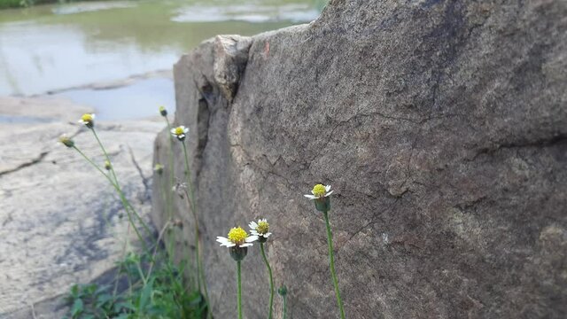 Tridax procumbens flower. Its known as&nbsp;coatbuttons&nbsp;or&nbsp;tridax daisy,is a species of flowering plant in the&nbsp;daisy family. It is best known as a widespread&nbsp;weed&nbsp;and pest plant. Dagdi pala,Nuke noh grass 