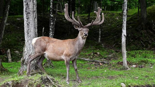 an elk in the woods
