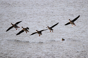 geese in flight