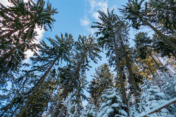 Schnee bedeckter Wald in Baden-Baden Ebersteinburg
