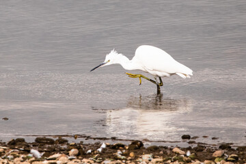 little egret