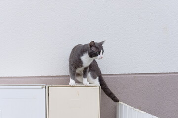 Beau chat gris et blanc .
