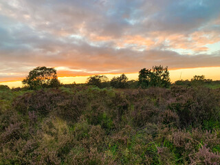 sunset over the field