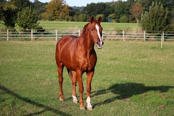 beautiful brown horse portrait on the paddock
