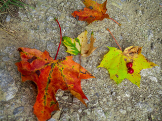Autumn leaf with strong color 