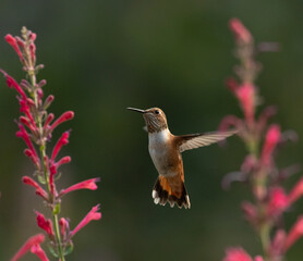 Hummingbird, hummingbirds,  © Northern Desert 