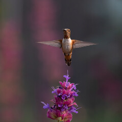 Hummingbird, hummingbirds, 