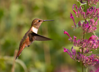 Fototapeta na wymiar Hummingbird, hummingbirds, 