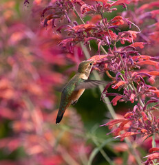 Hummingbird, hummingbirds, 