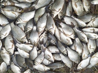 a lot of caught silver fish lies on the ground