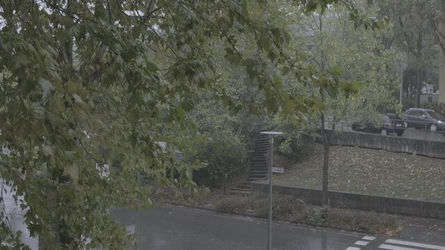 autumn rain falling with water droplets on leaves of a tree near the street