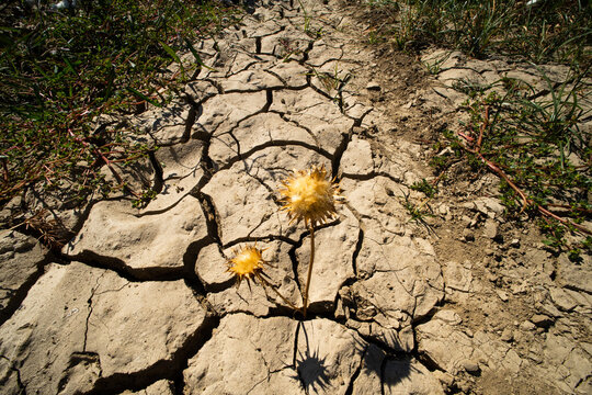 Dried thorn in the cracked soil as a result of drought