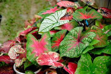 Beautiful Caladium bicolor colorful leaf in the garden.