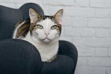 Cute tabby cat relaxing on a armchair and looking at camera.. Horizontal image with selective focus.	
