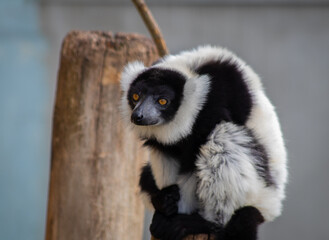 lemur on tree © susannemogensen
