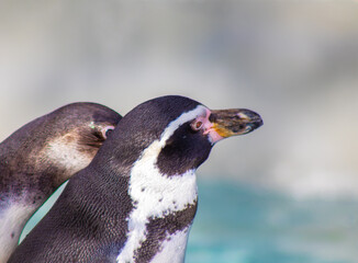 close up of a penguin