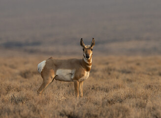 pronghorn, antelope