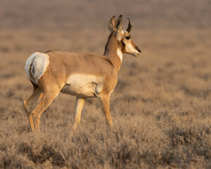 Naklejka na ściany i meble pronghorn, antelope