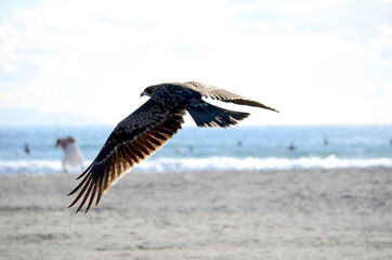 浜辺の鳶