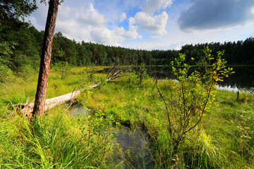 Dystrophic lake in Krolewska Sosna nature reserve, Masurian Landscape Park, Masurian Lake District, Poland - obrazy, fototapety, plakaty