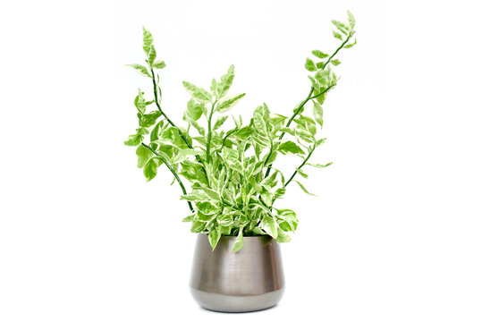 Pedilanthus houseplant potted flower green plant isolated on white background