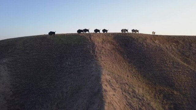 Rising coulee aerial at sunrise to bison herd artwork on plains hill
