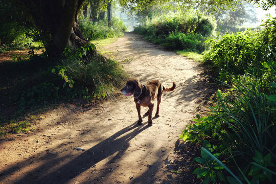 Chocolate brown working cocker spaniel in silhouette along a river towpath