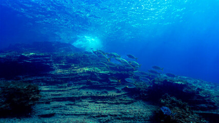 Fototapeta na wymiar Magic coral reef with shoal of fish in blue light