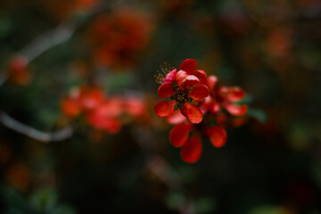 small red flowers