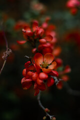 small red flowers