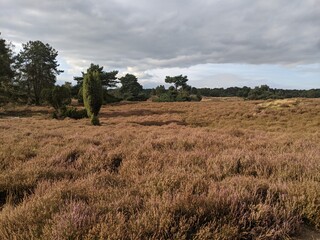Fototapeta premium Heide abgeblüht