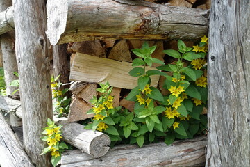 legna accatastata per l'inverno 