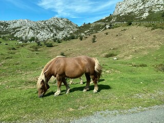 Fototapeta premium LAGOS DE COVADONGA