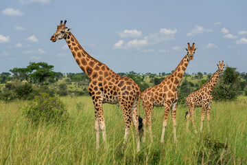 Northern Giraffe - Giraffa camelopardalis, Cute member of African big five, Murchison falls, Uganda. - obrazy, fototapety, plakaty
