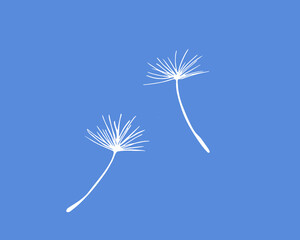 Obraz premium Dandelion pappus of seed head, white vector silhouette 