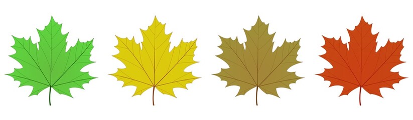 Feuilles d’érable en quatre couleurs sur fond blanc
