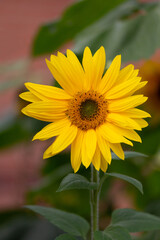 young sunflower plant in the morning sunshine - stock photo