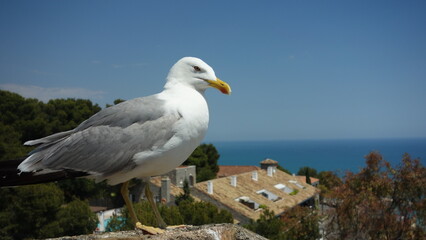 seagull on the rock of Gibralfaro Castle, Malaga, Andalusia, Spain